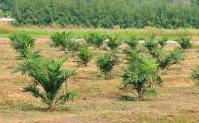 PageLines- palm-oil-plantation.jpg