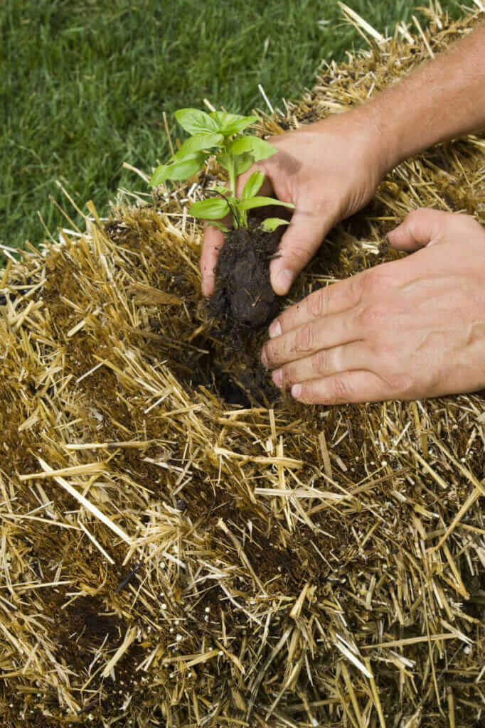 How To Build A Straw Bale Garden Modern Farmer