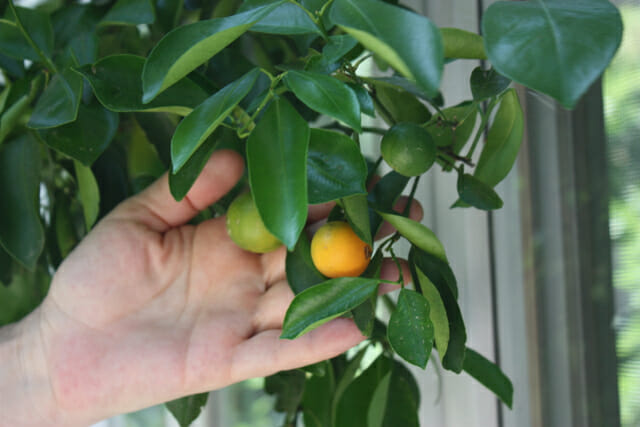 Grapefruit trees are putting out new fruit in the winter