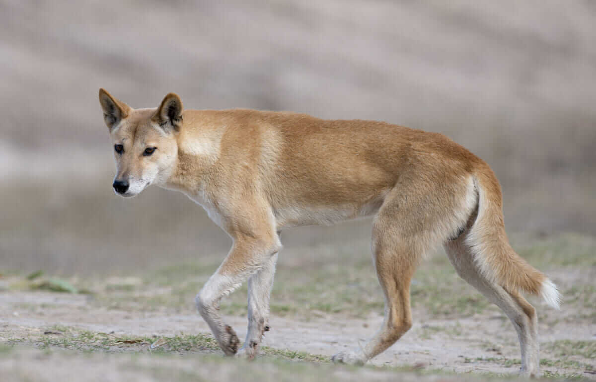 lur grammatik Kina Are Dingoes Devouring Australia's Sheep Industry? - Modern Farmer