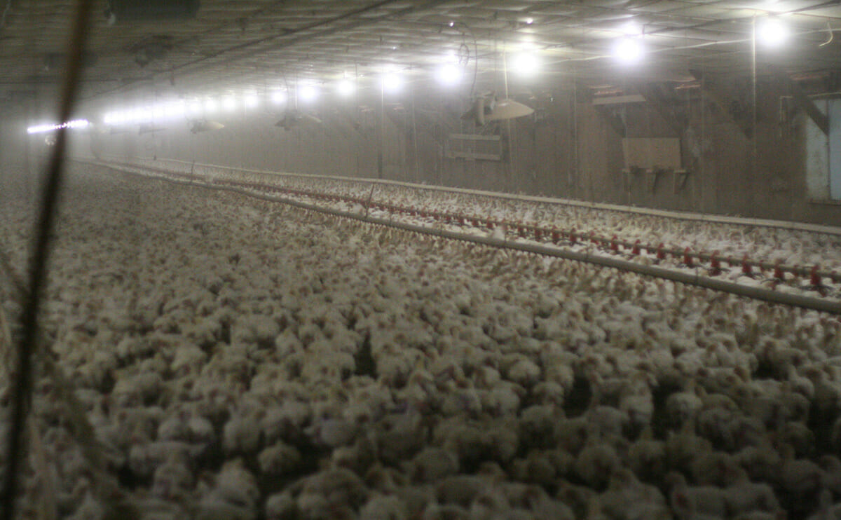 Chicken Farming and Its Discontents - Modern Farmer