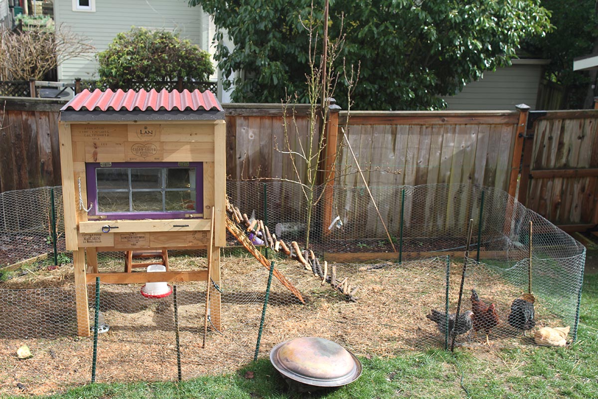 Raising Backyard Chickens For Dummies Modern Farmer 