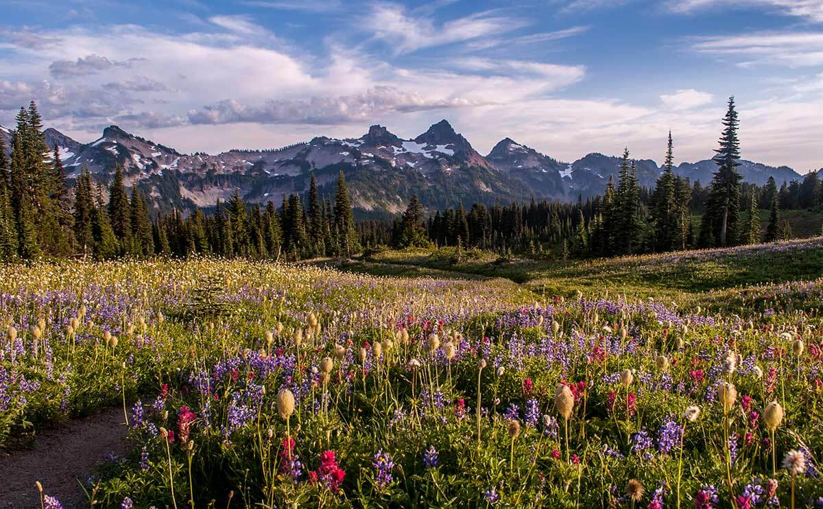 How To Grow Your Own Meadow Modern Farmer