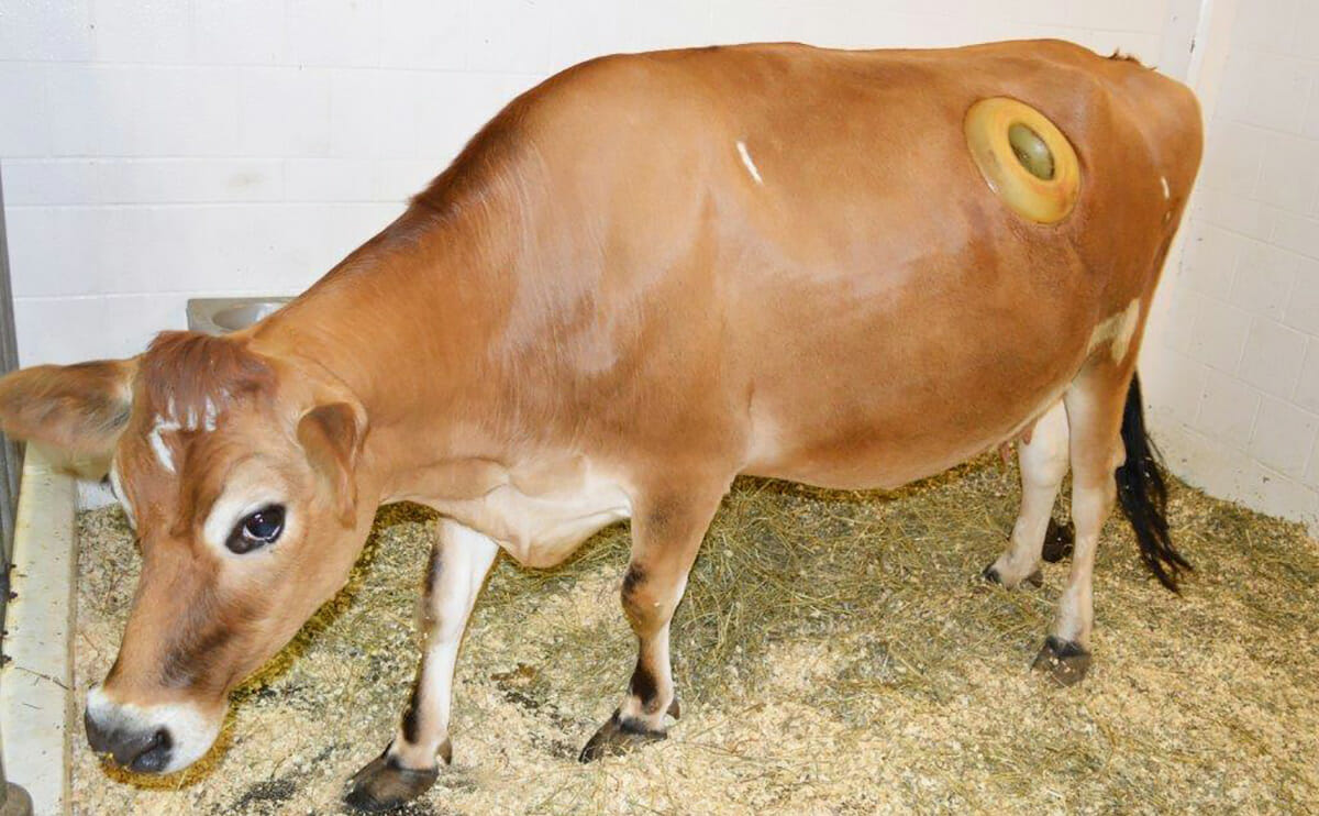 Holey Cow The Wonderful World Of A Fistulated Cow Modern Farmer 