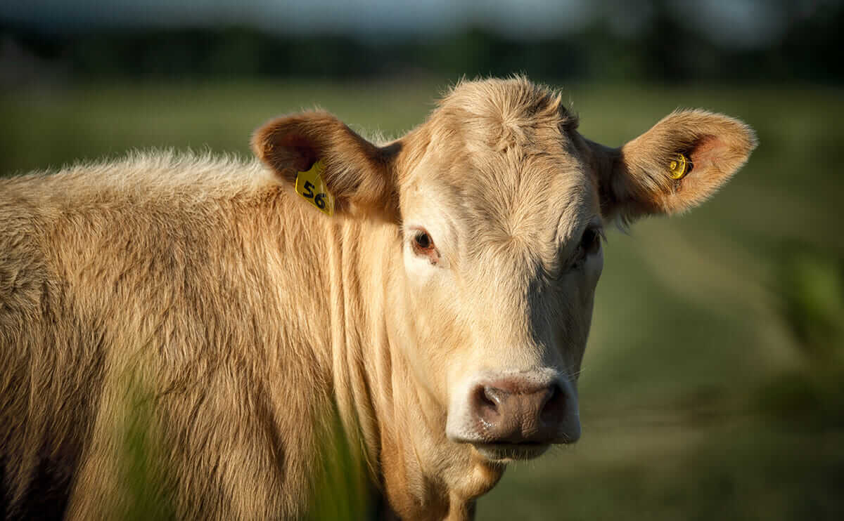 Cowlicks The Hidden Complexity Of A Cow s Bad Hair Day Modern Farmer