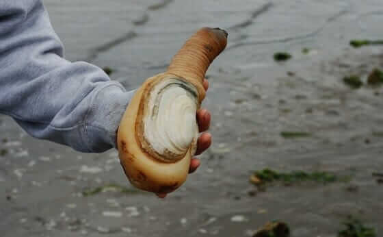 Is This Foot Long Phallic Clam Killing Puget Sound Modern Farmer