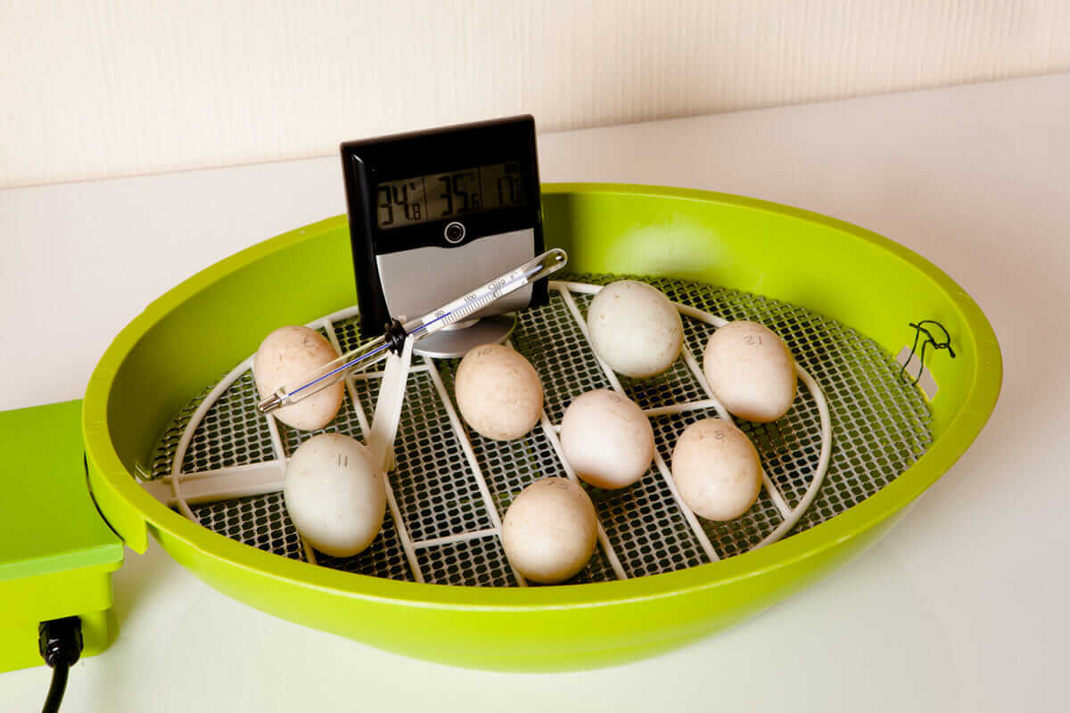  How To Incubate Chicken Eggs Modern Farmer