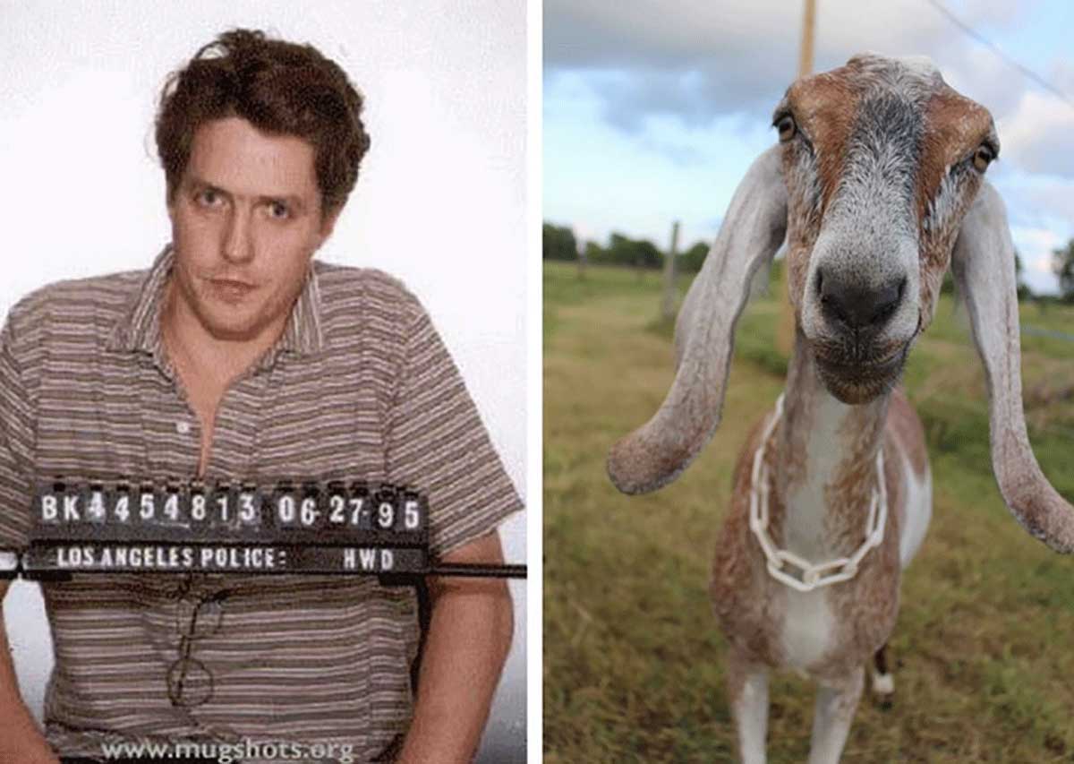 11 Goats That Look Like Famous Mugshots Modern Farmer