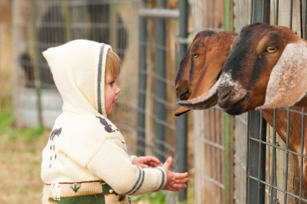 after-recent-e-coli-cases-are-petting-zoos-and-ag-fairs-safe-for-kids