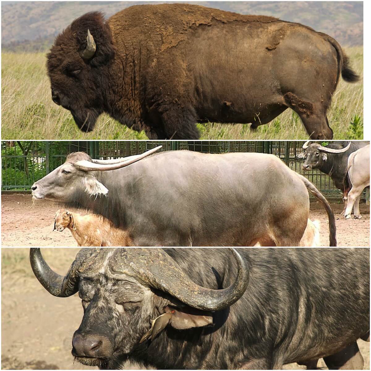 Bison Buffalo: What's the Difference? - Modern