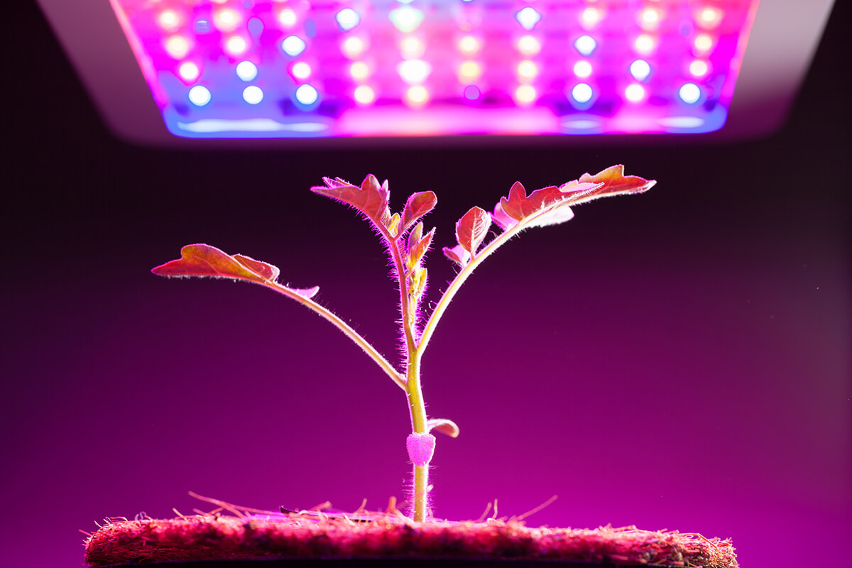 grow light for living room plants