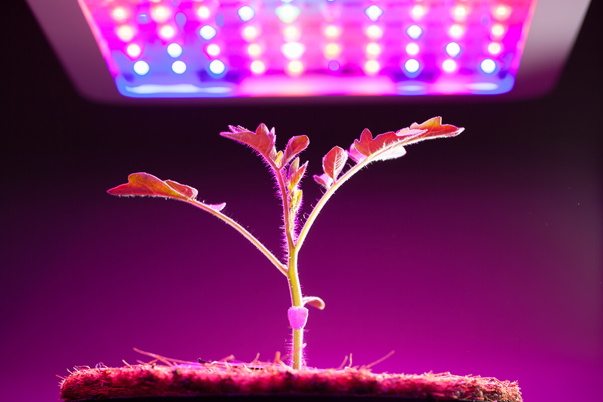 Plant Stands With Plant Lights Living Room