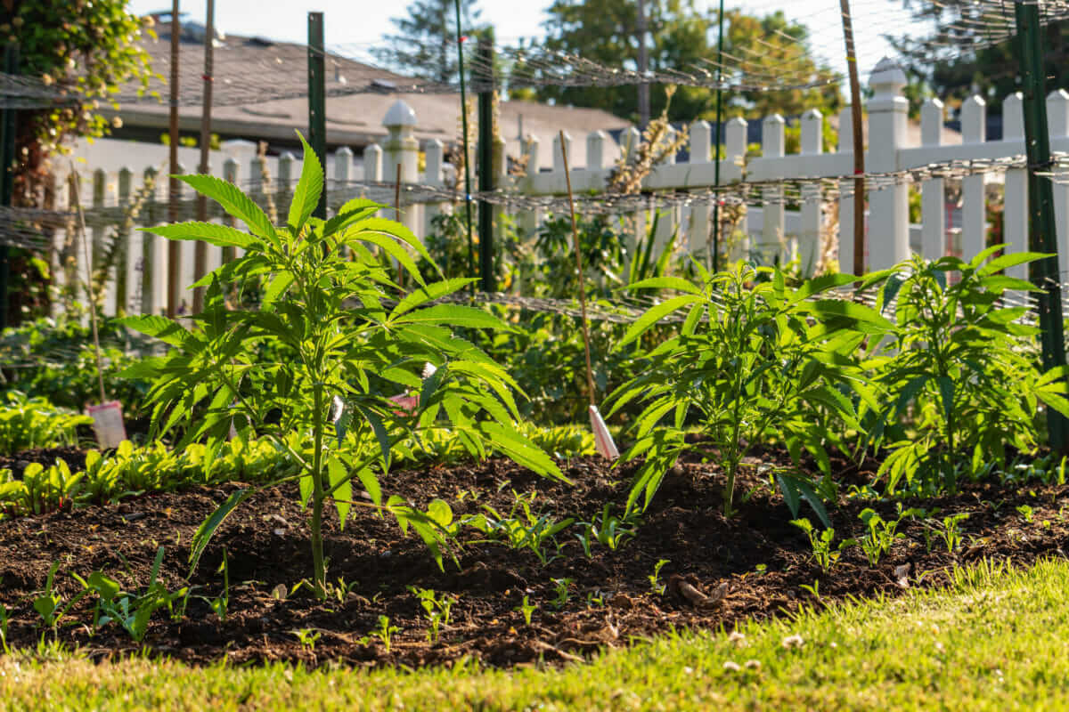 How To Grow Cannabis In Your Garden Modern Farmer