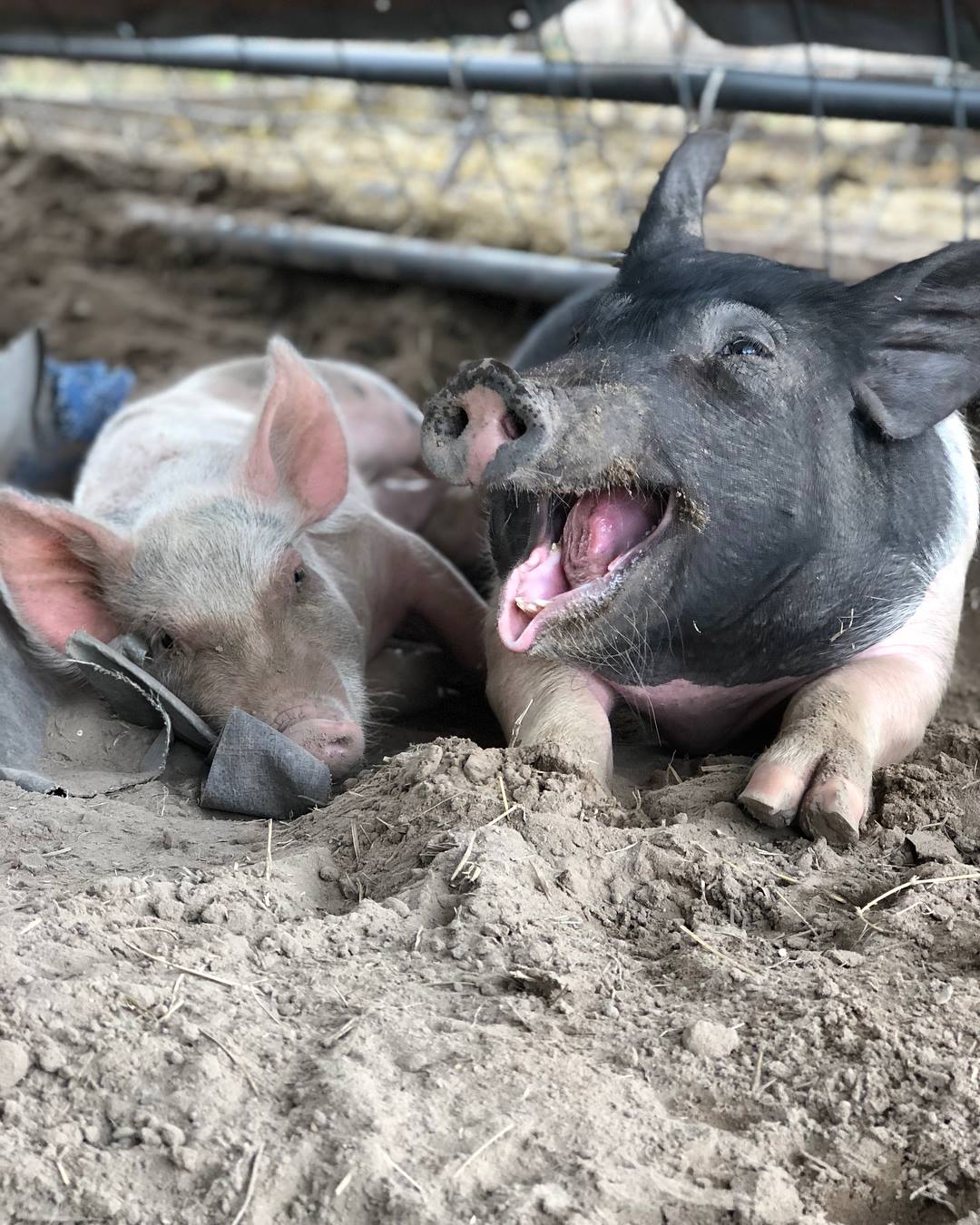 Meet The Modern Farmers Brittany Dan Illescas Of Central Texas Pig Rescue Modern Farmer