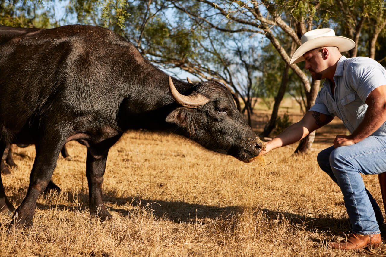Sult i aften ulv Could Water Buffalo Milk be Texas's New White Gold? - Modern Farmer