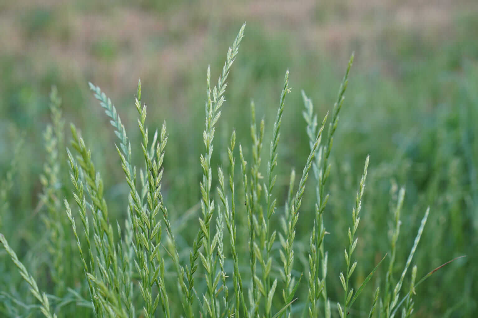 Райграс пастбищный