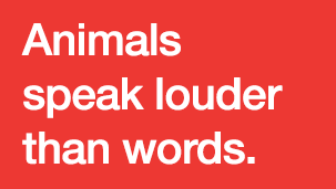 Animals Speak Louder Than Words