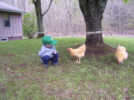Riley Truog inspects a rented chicken