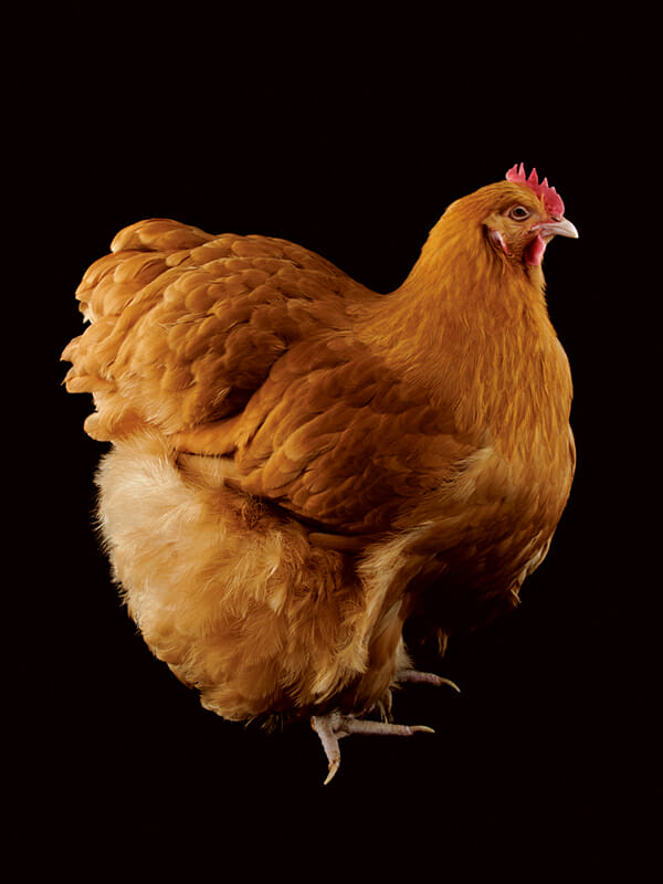 http://modernfarmer.com/wp-content/uploads/2013/04/Chicken-Buff.jpg