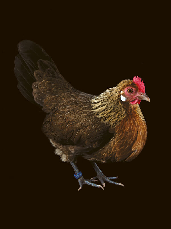 http://modernfarmer.com/wp-content/uploads/2013/04/Chicken-lightbrownbantam.jpg