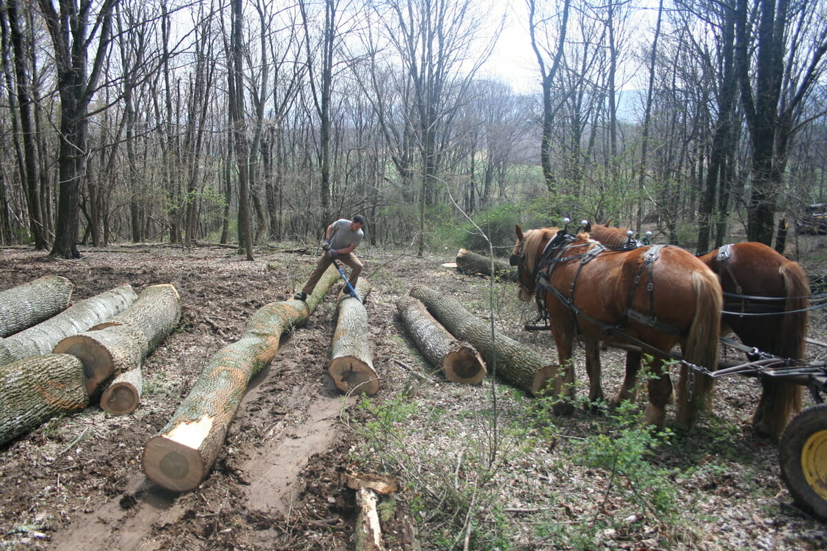 Harris rolls over a log to clear space for the next one, while his horses look on.