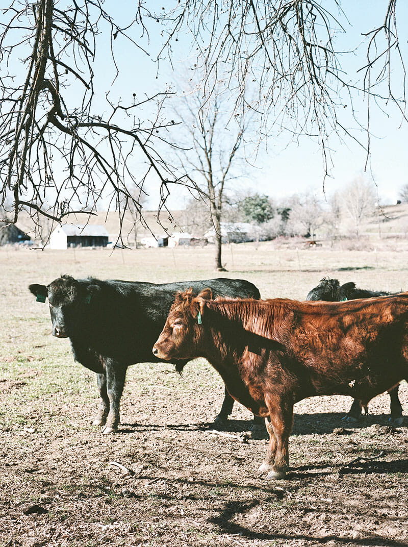 Cows at one of Prather's ranches outside Redding, California, where they are taken during the winter.