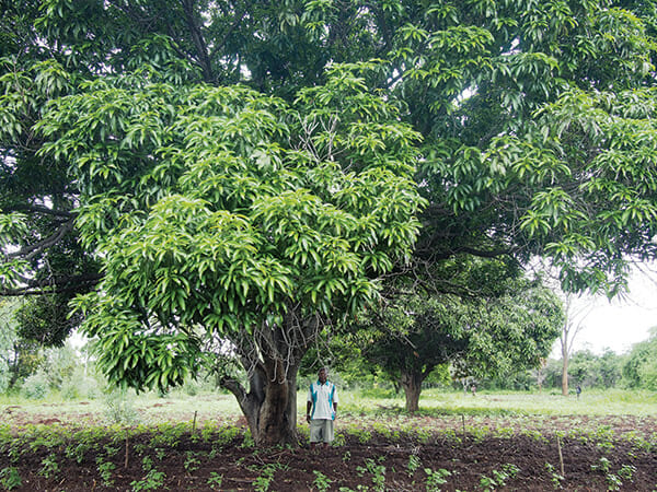 Small farmer Edwin Mpatsa, 83, stands under one of his mango trees in his home village of Mpatsa, Salima District, Malawi.