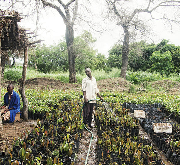 A worker waters freshly grafted mango plants at the Matumba Farm, which also grows bananas.