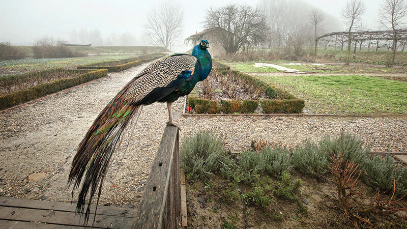 A peacock sits at the entrance of the Old Court gardens.