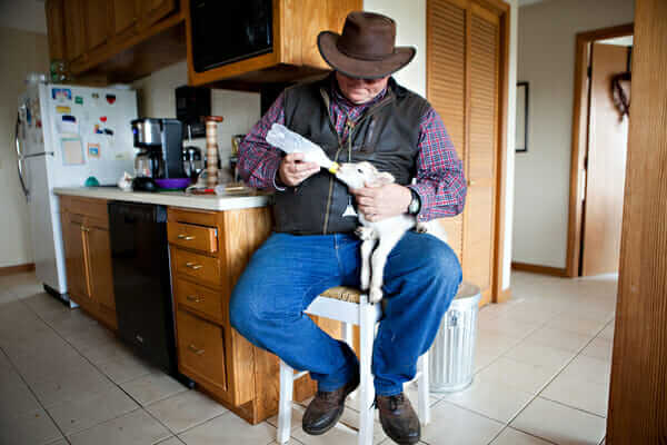 Rogers bottle feeds a lamb.