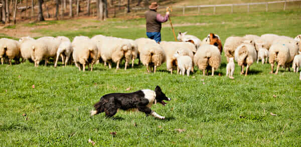 A sheepdog helps keep the flock together.