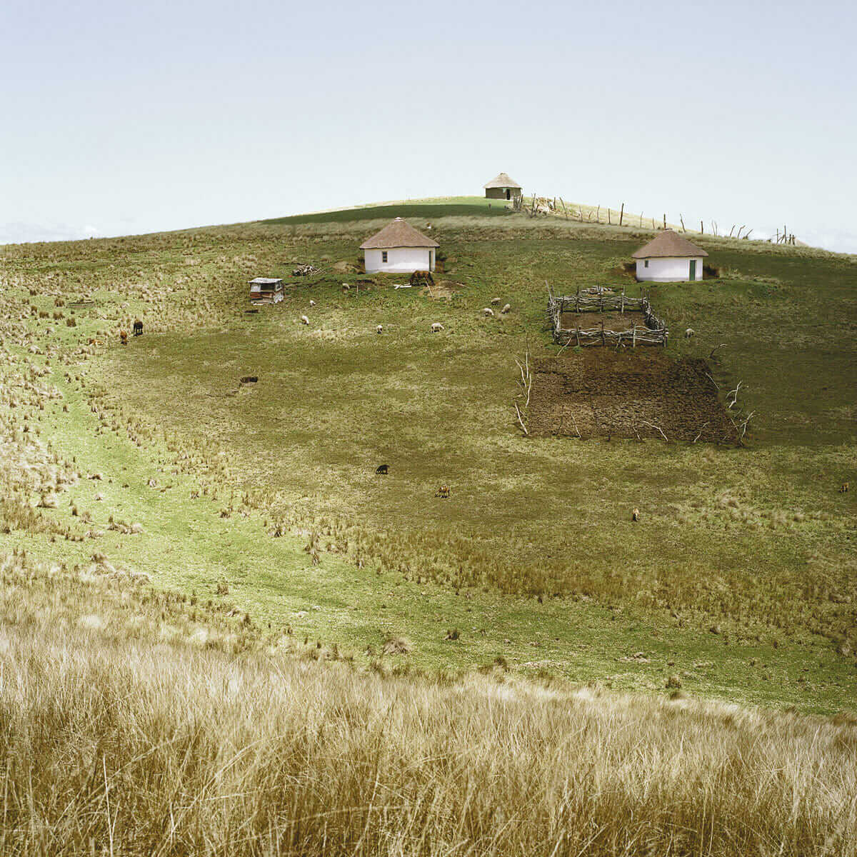 Farm. Mdumbi, Eastern Cape, 2009