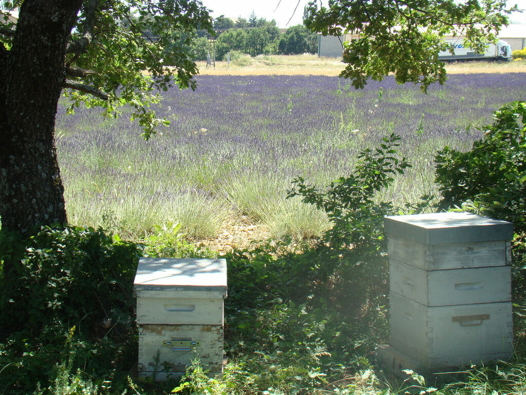 Beehives in a provence lavender field. Photo: UniqueProvence