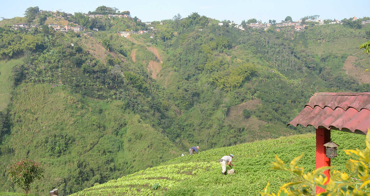 The fields outside Manizales.