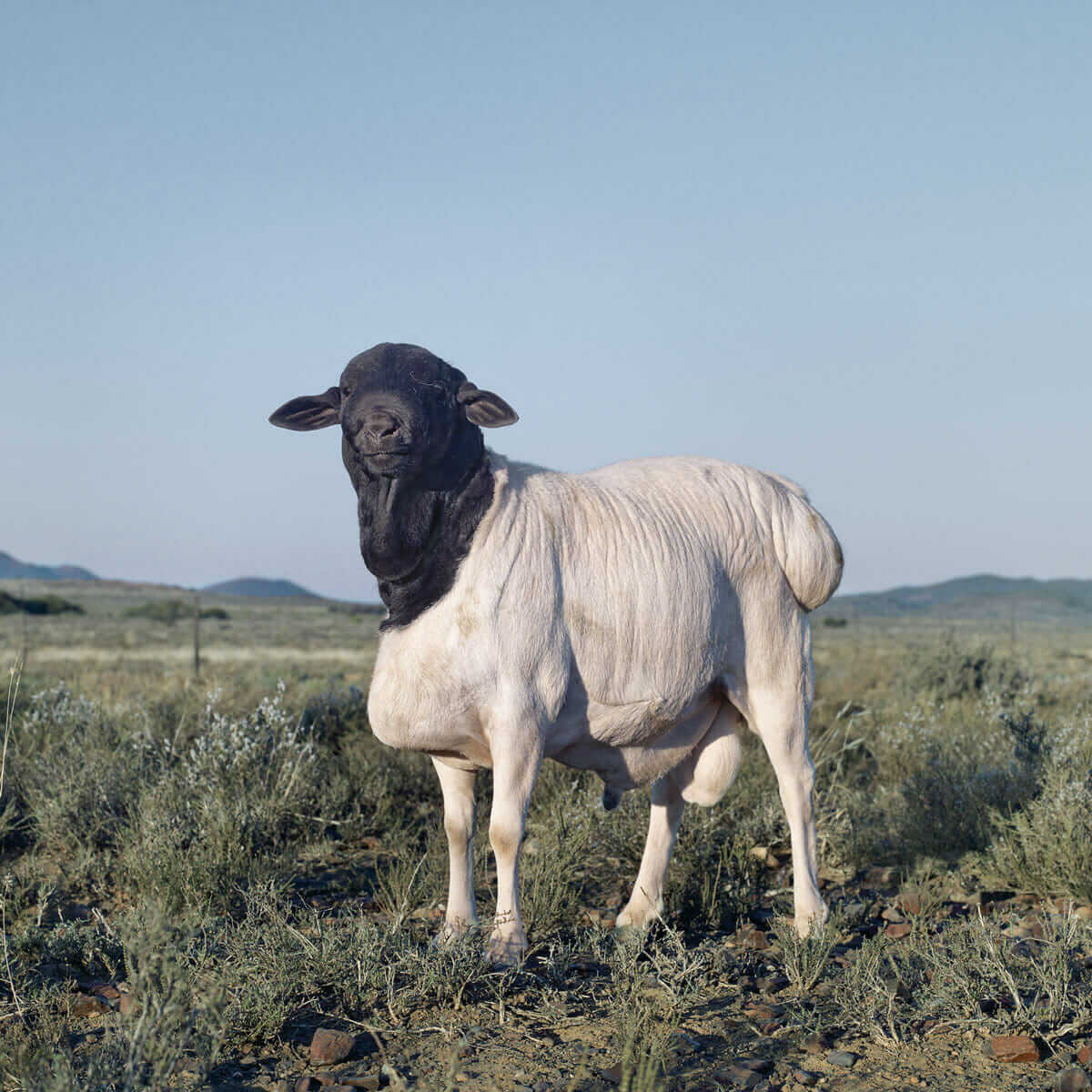 Persian sheep. Willowmore, Eastern Cape, 2010