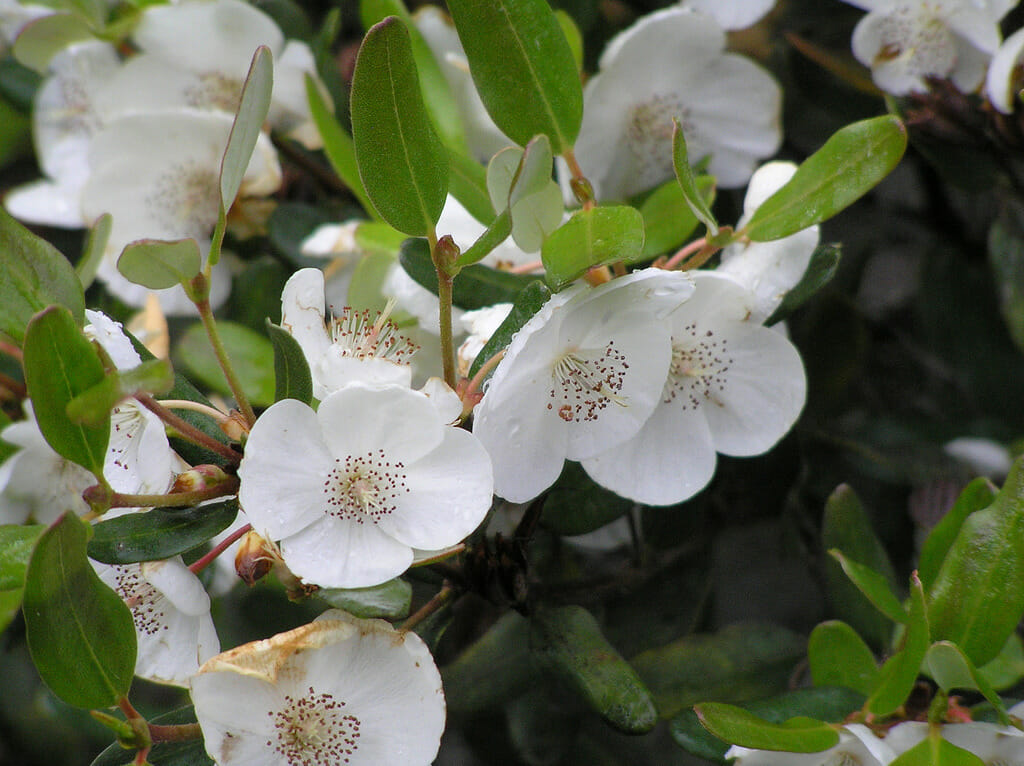 The white blooms of the Leatherwood tree. Photo: mrpbps