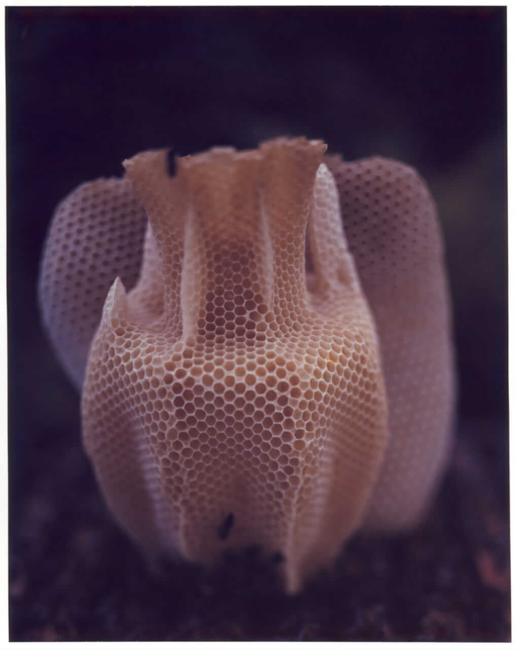 The Honeycomb Vase / Credit: Raoul Kramer