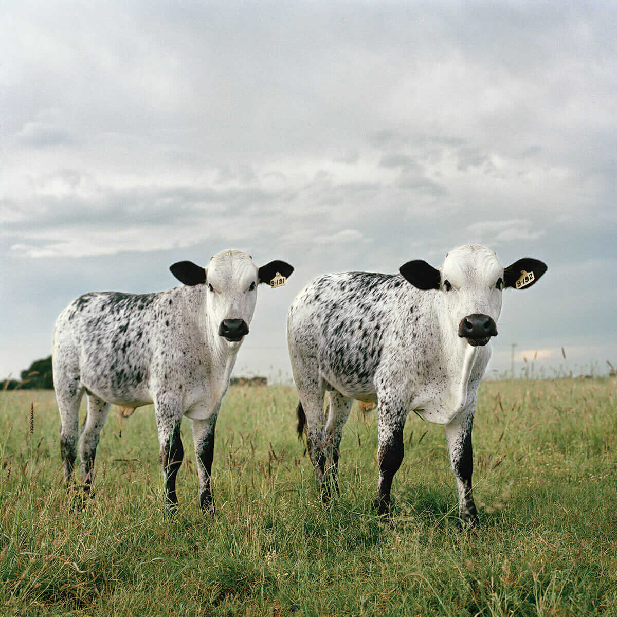 Twin Nguni calves. Stella, North West Province, 2010