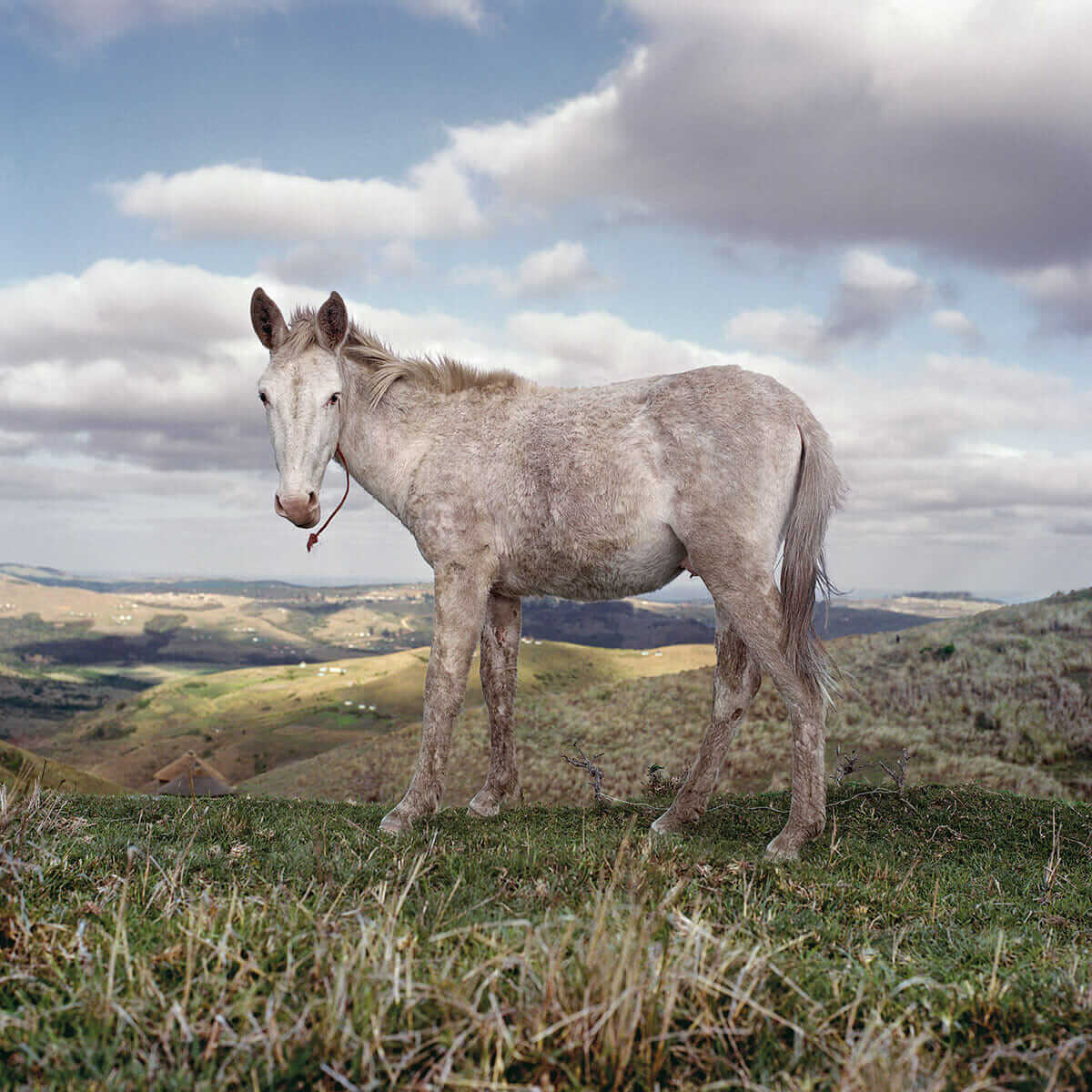 White mule. Mlungwana, Eastern Cape, 2009