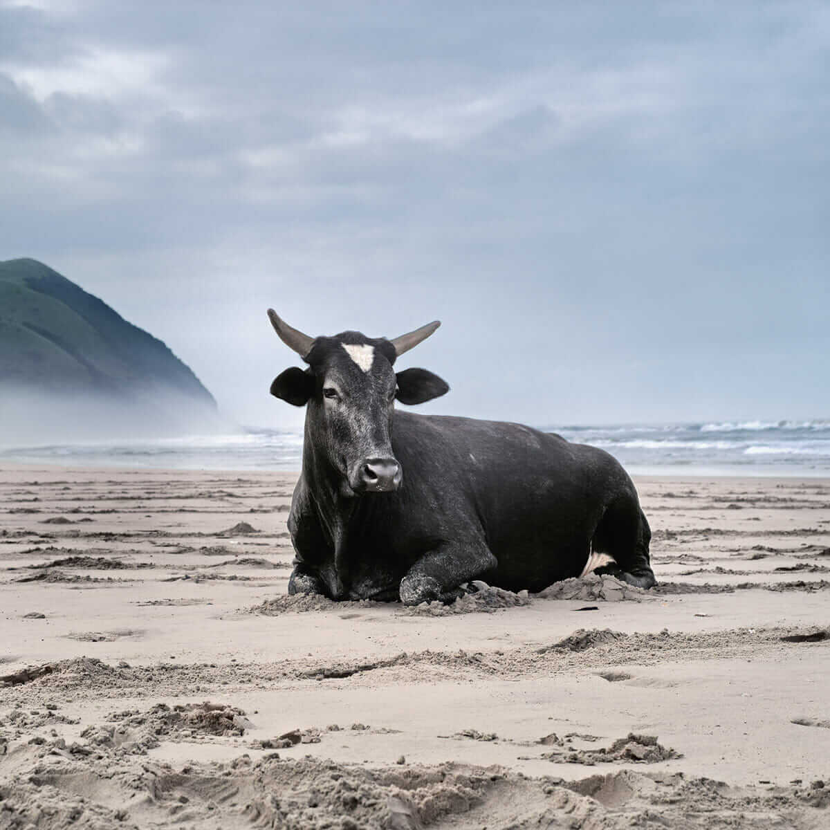 Xhosa cow on the shore. Mgazi, Eastern Cape, 2010