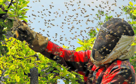 10 Craziest Bee Swarm Videos - Modern Farmer
