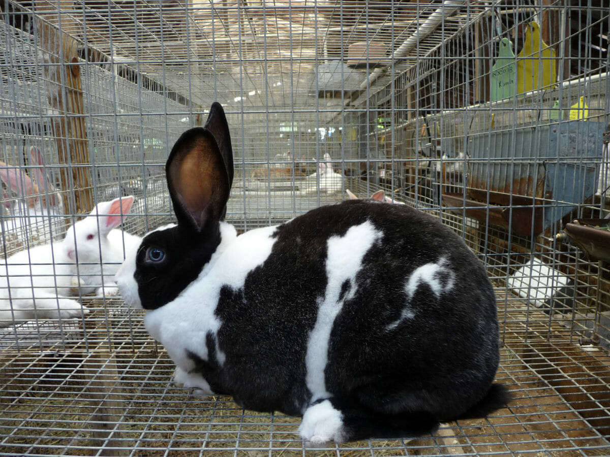 Are Rabbits the New Super Meat? - Modern Farmer