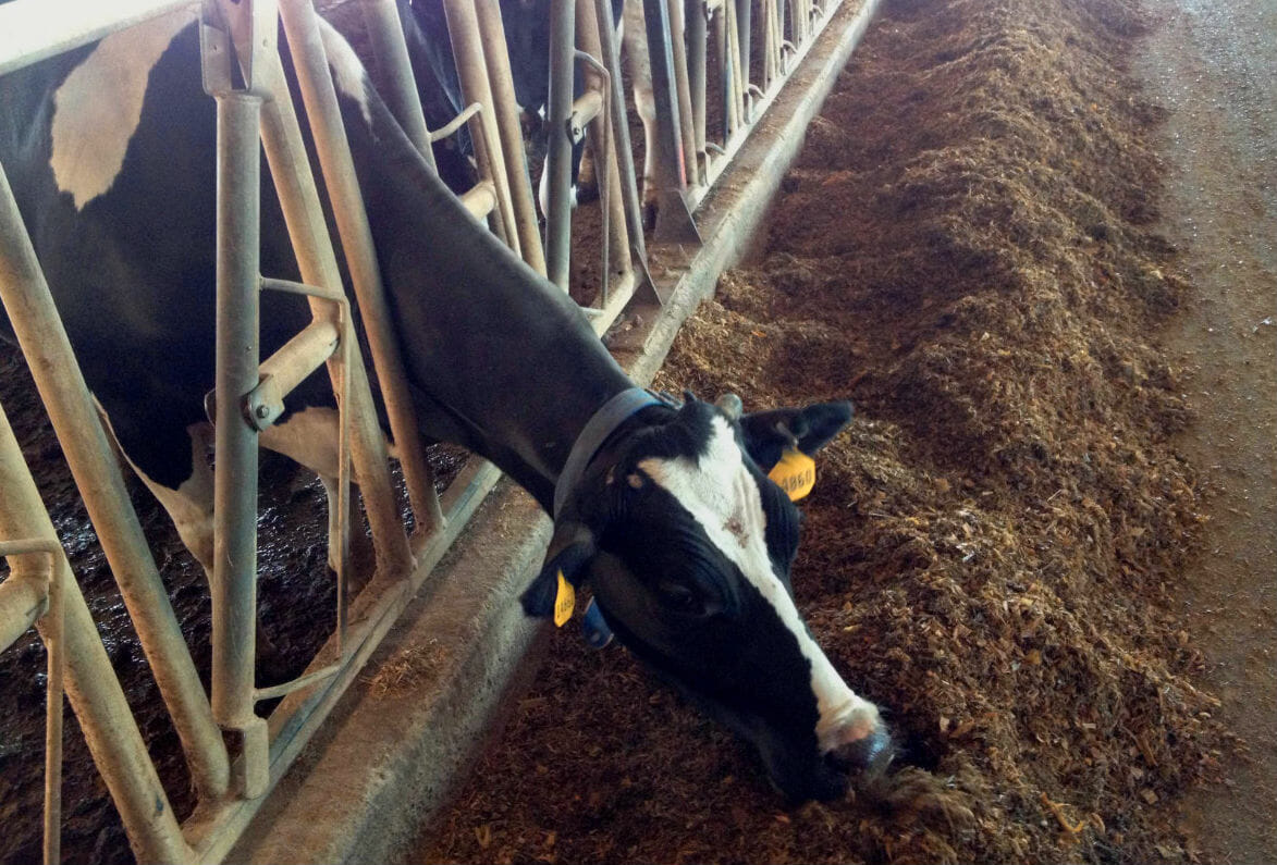 A cow munches on feed mixed with acid whey.