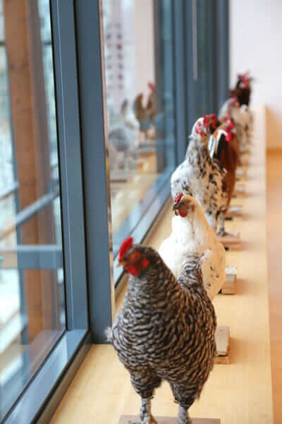 A line of chickens on display in Brussles at the Europe (to the power of) showing.