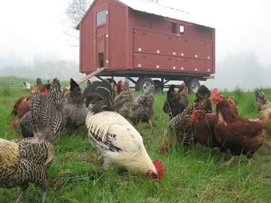 Chickens pecking away on Turner Farm.
