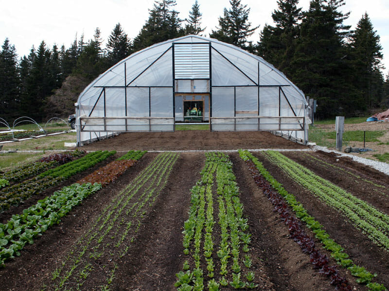 The greenhouse on Turner Farm.