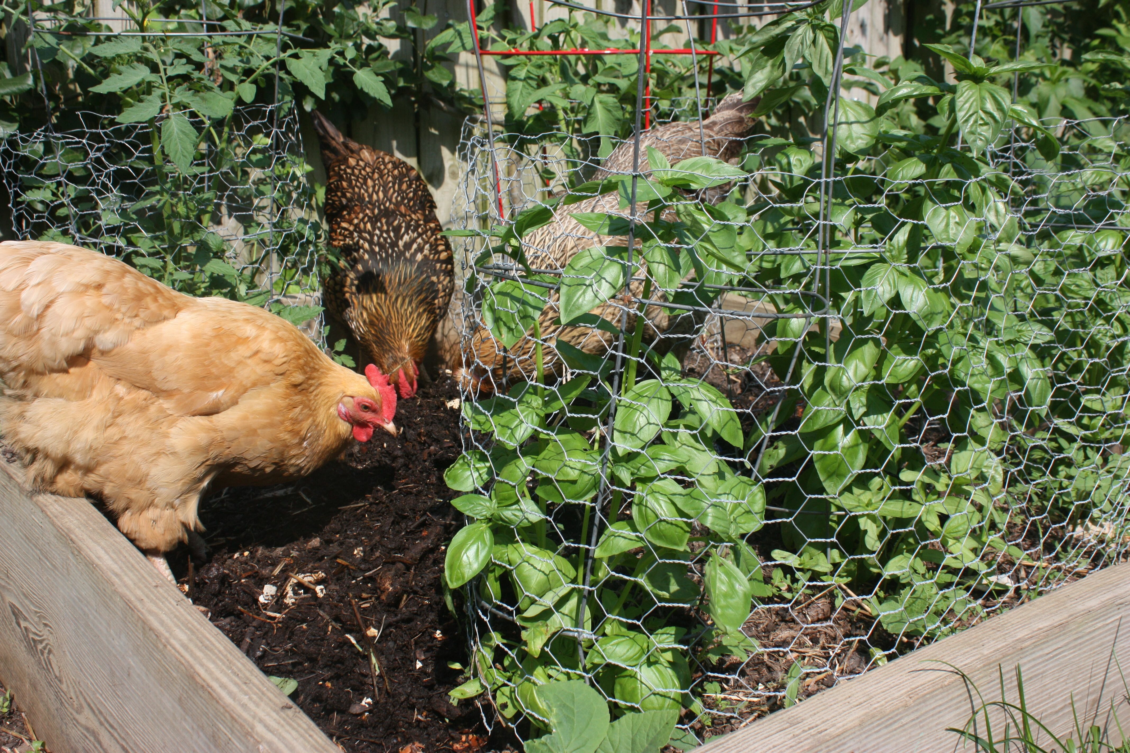 How To Chicken Proof Your Garden Modern Farmer