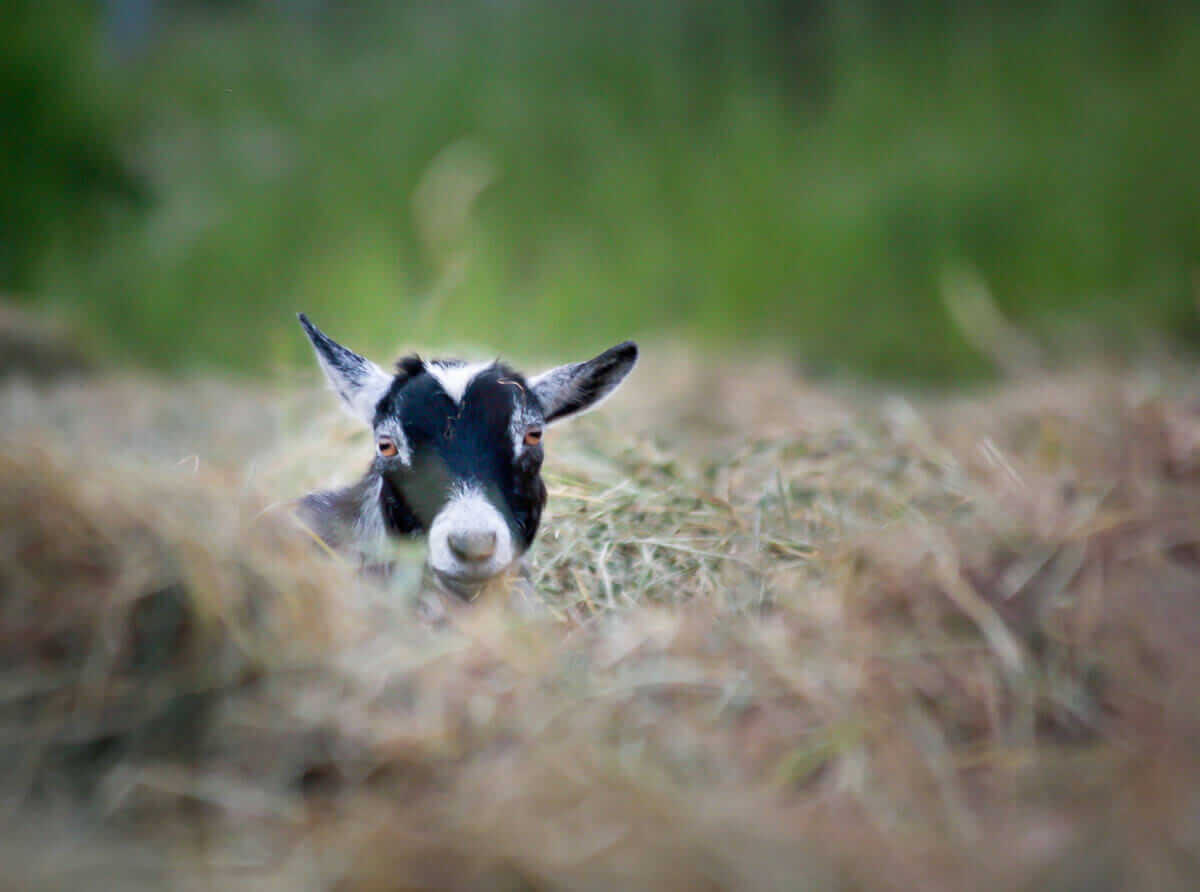 Mimi plays in the recently raked hay field. The hay rows towered over her.