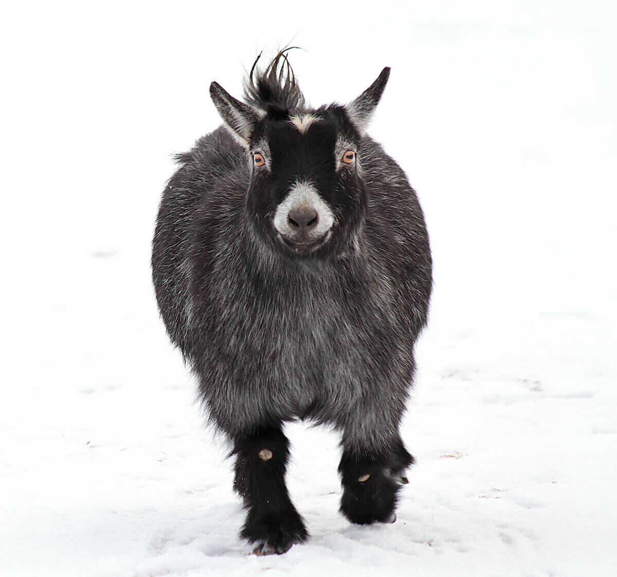 Mimi at top speed on a snowy day. 