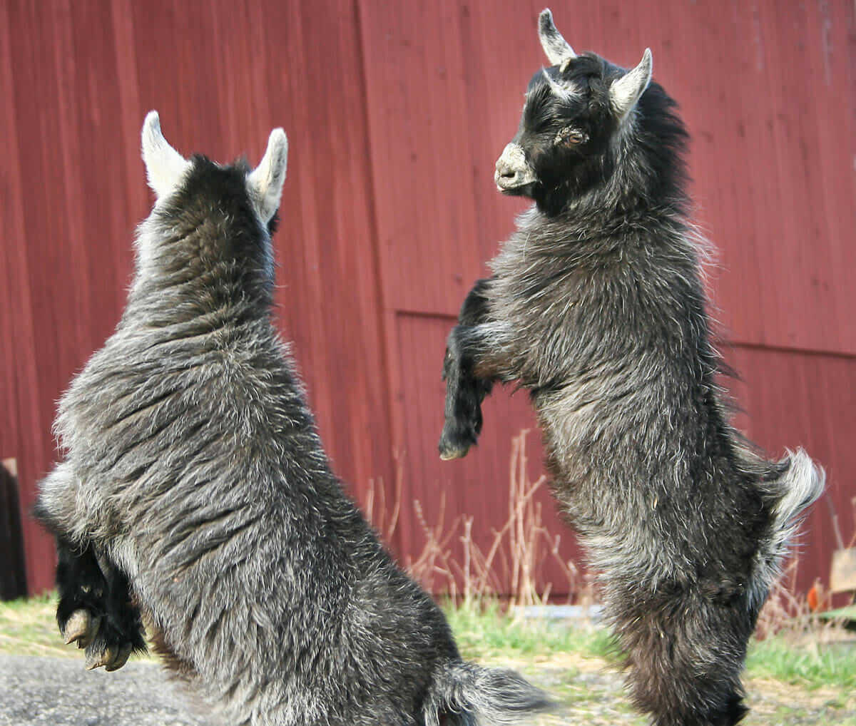 Shall we dance? Twins Mimi and Jumper form a perfect mirror image. They are inseparable to this day.